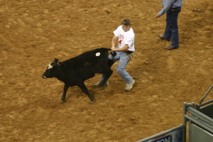 The Calf Scramble